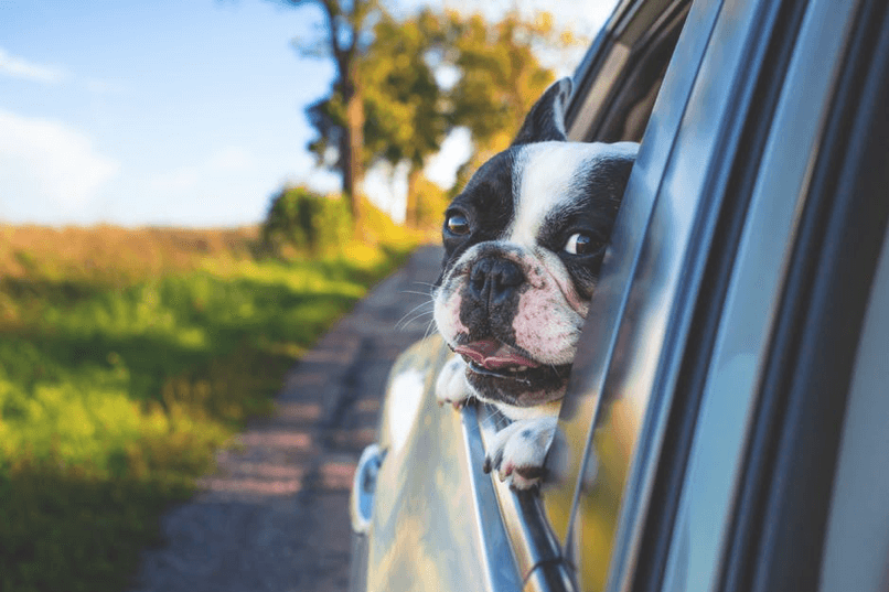 Utah Dog Laws